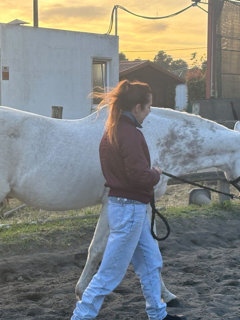 A woman leading a white horse at sunset